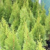3x Thuja occ. 'Smaragd' - Reuzenlevensboom - Hoogte 60-80 cm in pot - 3 planten per meter
