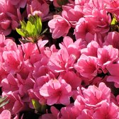 Plant in a Box - Set van 2 Rhododendron ‘Azalea Anouk’ - Japanse Azalea - Pot ⌀17cm - Hoogte ↕ 30-40cm