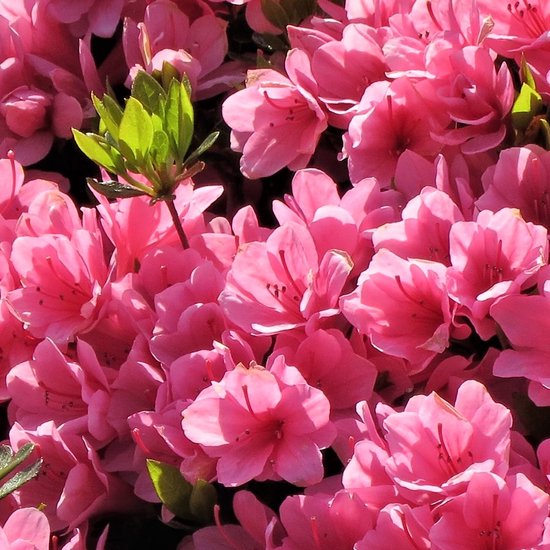 Plant in a Box - Set van 2 Rhododendron ‘Azalea Anouk’ - Japanse Azalea - Pot ⌀17cm - Hoogte ↕ 30-40cm - Leuk voor Valentijn!