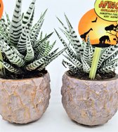 Haworthia Fasciata Alba plant 2 stuks in oud roze (vintage-pink) potje Evi - kamerplant - Tijdelijk 4 stuks (2 sets van 2) voor € 30,= Succulent -inclusief Verzending