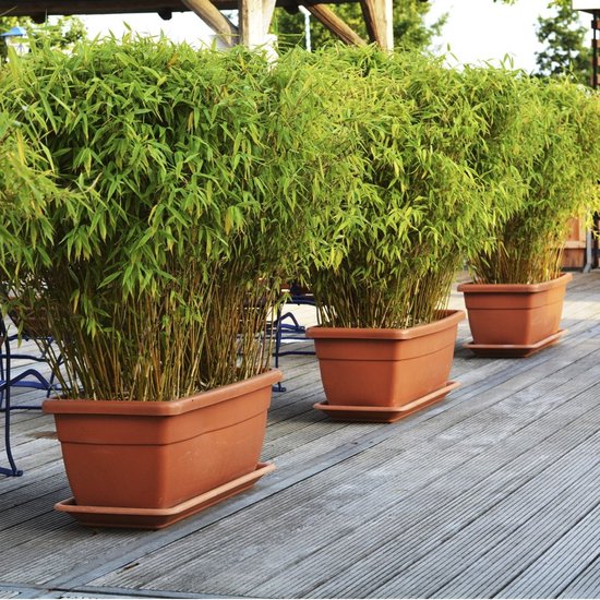 Plant in a Box - Set van 3 Fargesia Rufa - Niet woekerende bamboe - Pot ⌀13cm - Hoogte ↕ 25-40cm -