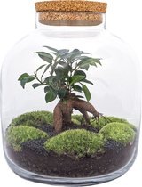 Terrarium - Billie - ↑ 30 cm - Ecosysteem plant - Kamerplanten - DIY planten terrarium - Mini ecosysteem