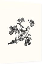 Sibbaldia Procumbens zwart-wit (Procumbent Sibbaldia) - Foto op Dibond - 60 x 80 cm