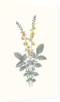 Agrimonie (Agrimony) - Foto op Dibond - 60 x 90 cm