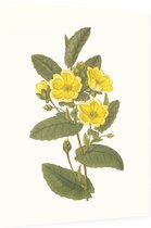 Hibbertia Aquarel (Hibbertia) - Foto op Dibond - 60 x 80 cm