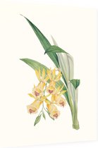 Orchidee Aquarel 2 (Orchid) - Foto op Dibond - 60 x 80 cm