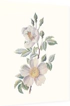 Bosroos (Field Rose) - Foto op Dibond - 60 x 80 cm