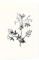 Rankende Helmbloem zwart-wit (Climbing Corydalis) - Foto op Dibond - 30 x 40 cm