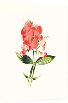 Brede Lathyrus (Everlasting Pea White) - Foto op Dibond - 60 x 80 cm