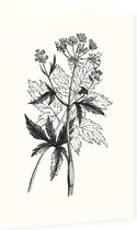 Physospermum Cornubiense zwart-wit (Cornish Bladder Seed) - Foto op Dibond - 60 x 90 cm