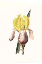 Iris (Iris White) - Foto op Dibond - 30 x 40 cm