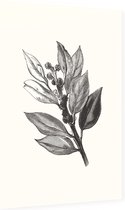 Ilex Hulst zwart-wit 2 (Holly Bud) - Foto op Dibond - 60 x 90 cm