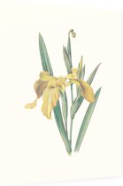 Gele Iris (Yellow Iris) - Foto op Dibond - 60 x 80 cm