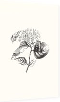 Kornoelje zwart-wit plus (Dogwood) - Foto op Dibond - 40 x 60 cm