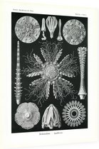 Cidaris - Echinidea (Kunstformen der Natur), Ernst Haeckel - Foto op Dibond - 30 x 40 cm