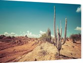 Cactus in de woestijn - Foto op Dibond - 90 x 60 cm