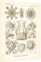 Pegantha - Narcomedusae (Kunstformen der Natur), Ernst Haeckel - Foto op Dibond - 60 x 80 cm