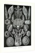 Lepas - Cirripedia (Kunstformen der Natur), Ernst Haeckel - Foto op Dibond - 30 x 40 cm