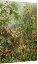 Wandcirkel Muscinae | Aluminium 80 cm | Meesterwerk van Ernst Haeckel| Ronde kunstwerken en schilderijen | Wanddecoratie voor binnen en buiten | Muurcirkel Oude Meesters op Dibond