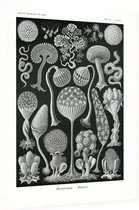 Arcyria - Mycetozoa (Kunstformen der Natur), Ernst Haeckel - Foto op Dibond - 30 x 40 cm