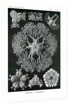 Astrophyton - Ophiodea (Kunstformen der Natur), Ernst Haeckel - Foto op Dibond - 60 x 80 cm