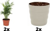 2x Kamerplant Chamaedorea – Mexicaanse Dwergpalm - ± 30cm hoog – 12 cm diameter - in grijze pot