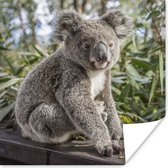 Poster Koala - Plank - Planten - Kinderen - Jongens - Meiden - 100x100 cm XXL