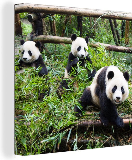 Canvas Schilderij Panda's - Bamboe - Bladeren - 90x90 cm - Wanddecoratie