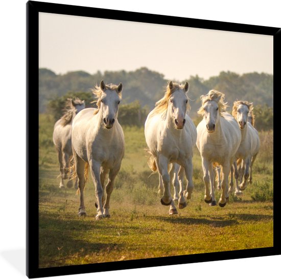 Fotolijst incl. Poster - Galopperende witte paarden - 40x40 cm - Posterlijst
