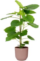 Ficus Umbellata in ELHO Vibes (roze) – ↨ 95cm – ⌀ 22cm