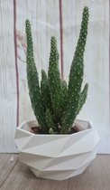 bloempot klein - cactus - wit - plastic - modern