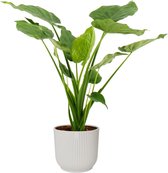 Kamerplant van Botanicly – Olifantsoor in witte ELHO plastic pot als set – Hoogte: 70 cm – Alocasia Cucullata