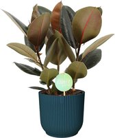 Kamerplant van Botanicly – Rubberboom in blauw ELHO plastic pot als set – Hoogte: 60 cm – Ficus elastica Abidjan
