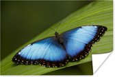Poster Morpho vlinder op blad - 90x60 cm