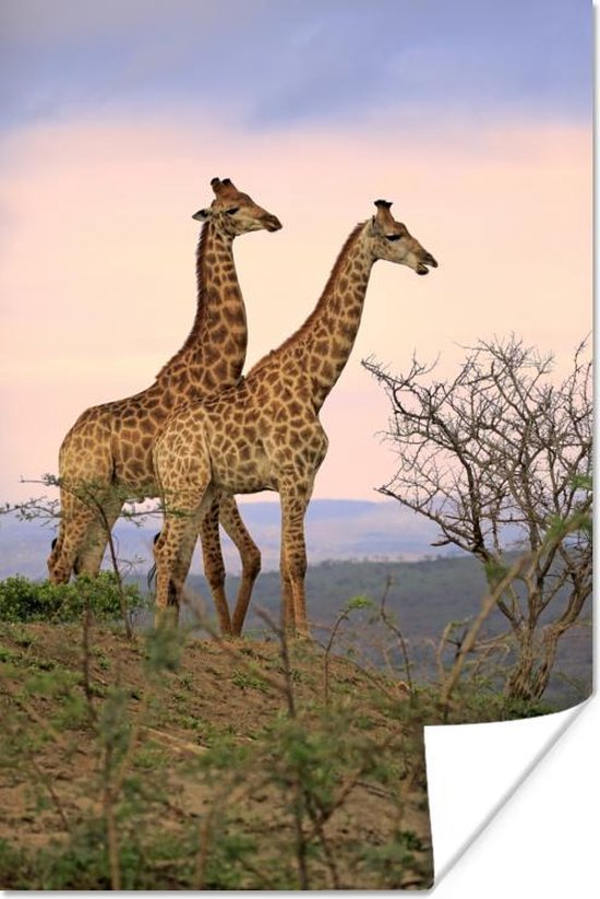 Giraffes fotoafdruk Poster 60x90 cm - Foto print op Poster (wanddecoratie woonkamer / slaapkamer) / Afrika Poster