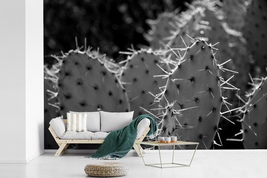 levering aan huis Kaap Perceptie Behang - Fotobehang Botanical Cactus Fotoprint - zwart wit - Breedte 600 cm  x hoogte... | bol.com