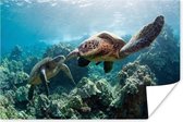 Twee zeeschildpadden Poster 90x60 cm - Foto print op Poster (wanddecoratie)