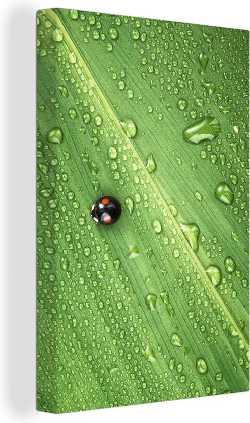 Lieveheersbeestje op blad met druppels Canvas 20x30 cm - Foto print op Canvas schilderij (Wanddecoratie)