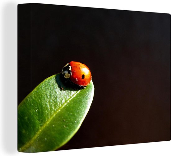 Lieveheersbeest blad zwarte achtergrond Canvas 120x80 cm - Foto print op Canvas schilderij (Wanddecoratie)