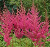 1 Astilbe Granat XXL - Spirea Pluimspirea Prachtspirea