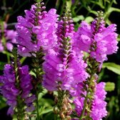 6x Physostegia virginiana ‘Bouquet Rose’ - Scharnierplant - Pot 9x9 cm