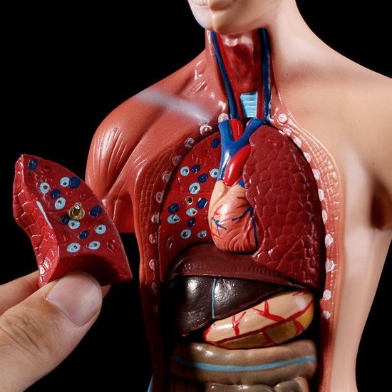 Anatomisch lichaam - Anatomisch model - Torso - Anatomie - Het menselijk  lichaam van... | bol.com