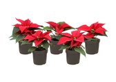 Plant in a Box - Set van 5 Poinsettia - Kerstster - Kamerplant - Pot ⌀7cm -Hoogte ↕ 6-10cm