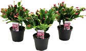 Plant in a Box - Set van 3 Schlumbergera - Tricolor Cactussen - Kerst Cactus - Pot ⌀9cm -Hoogte ↕ 15-25cm