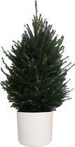 Boom van Botanicly – Picea glauca Super Green – Hoogte: 110 cm