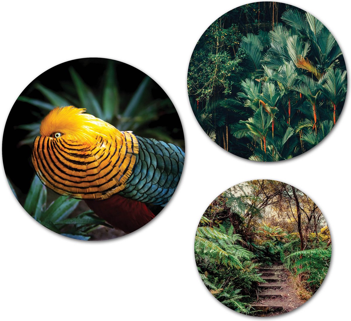 Forex Muurcirkel Set - Set Tropische Vogel Jungle - Set van 3 Wandcirkels met Ophangsystemen - 20x25x30