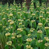 Phlomis russeliana - Brandkruid, Etagebloem - Planthoogte: 10 cm - Pot 11 cm (1 liter)