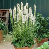 Liatris spicata 'Alba' - Lampenpoetser - Planthoogte: 5 cm - Pot 11 cm (1 liter)