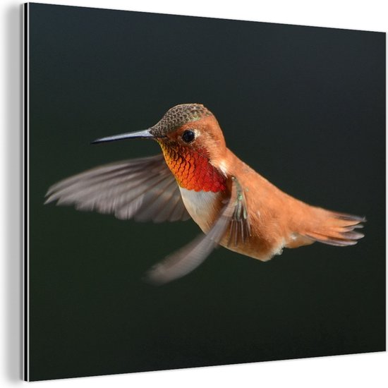 Décoration murale Métal - Peinture Aluminium - Colibri - Vogel - Ressorts - Zwart - 40x30 cm