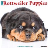 Rottweiler Puppies Kalender 2022